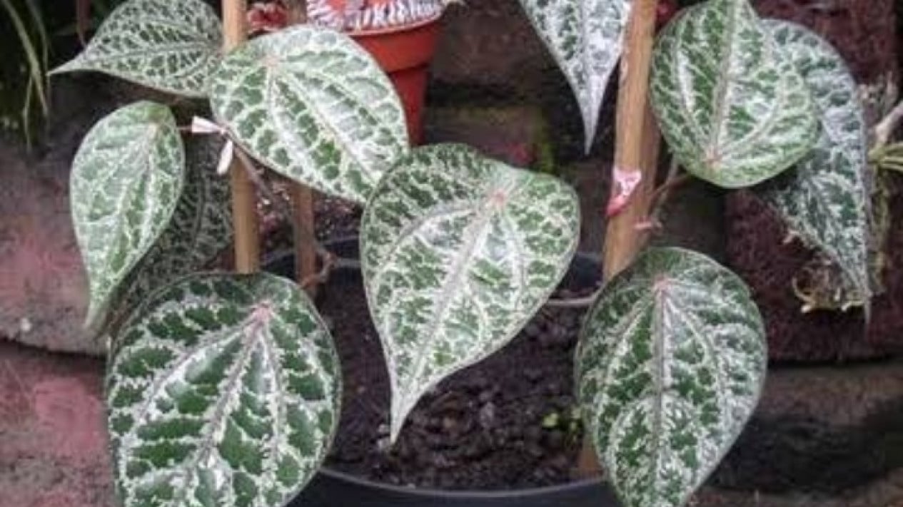 Daun sirih merah