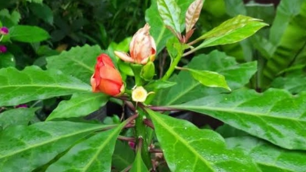 Daun tujuh jarum