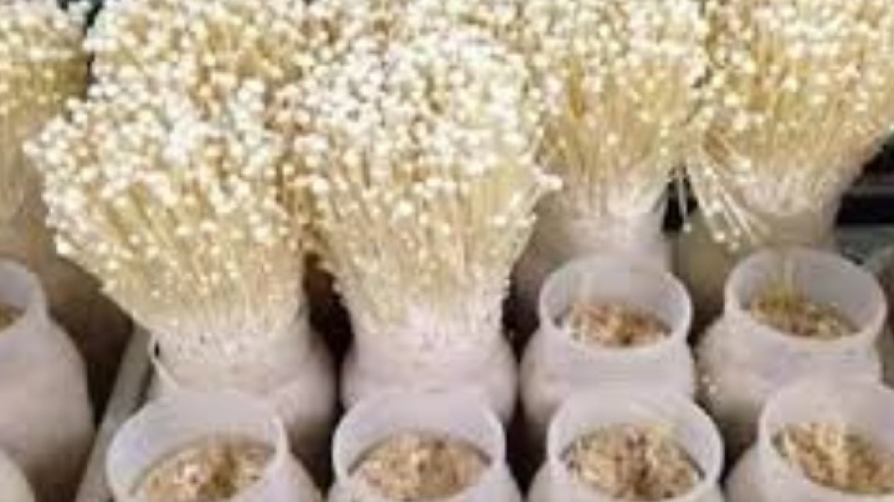 Budidaya jamur enoki