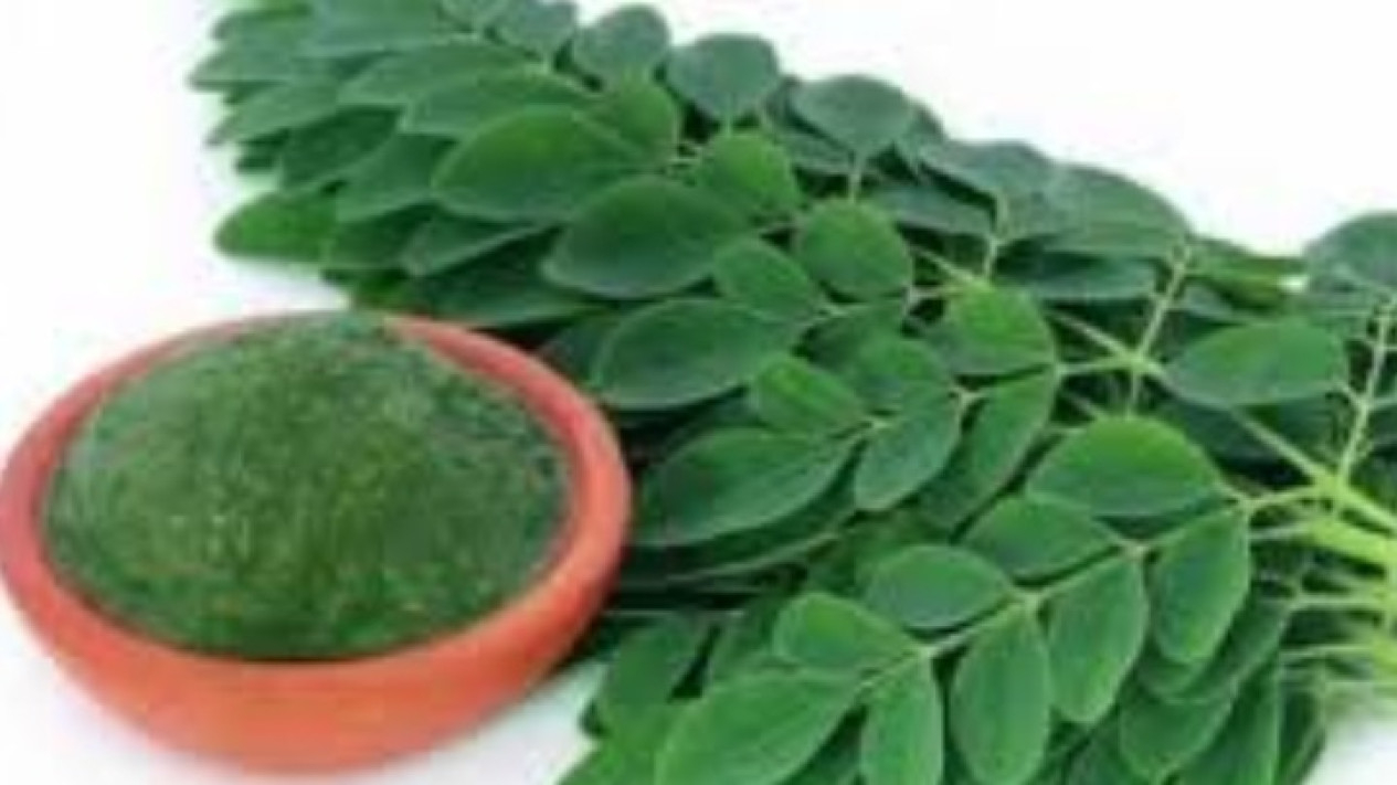 Daun kelor