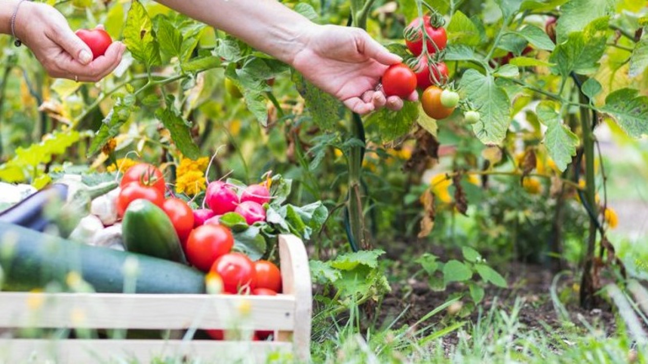 kebun minim hasil maksimal