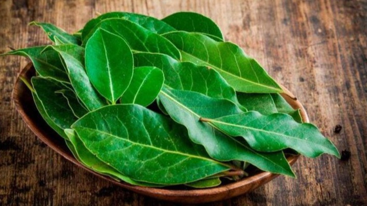 Cara Menyimpan Daun Salam