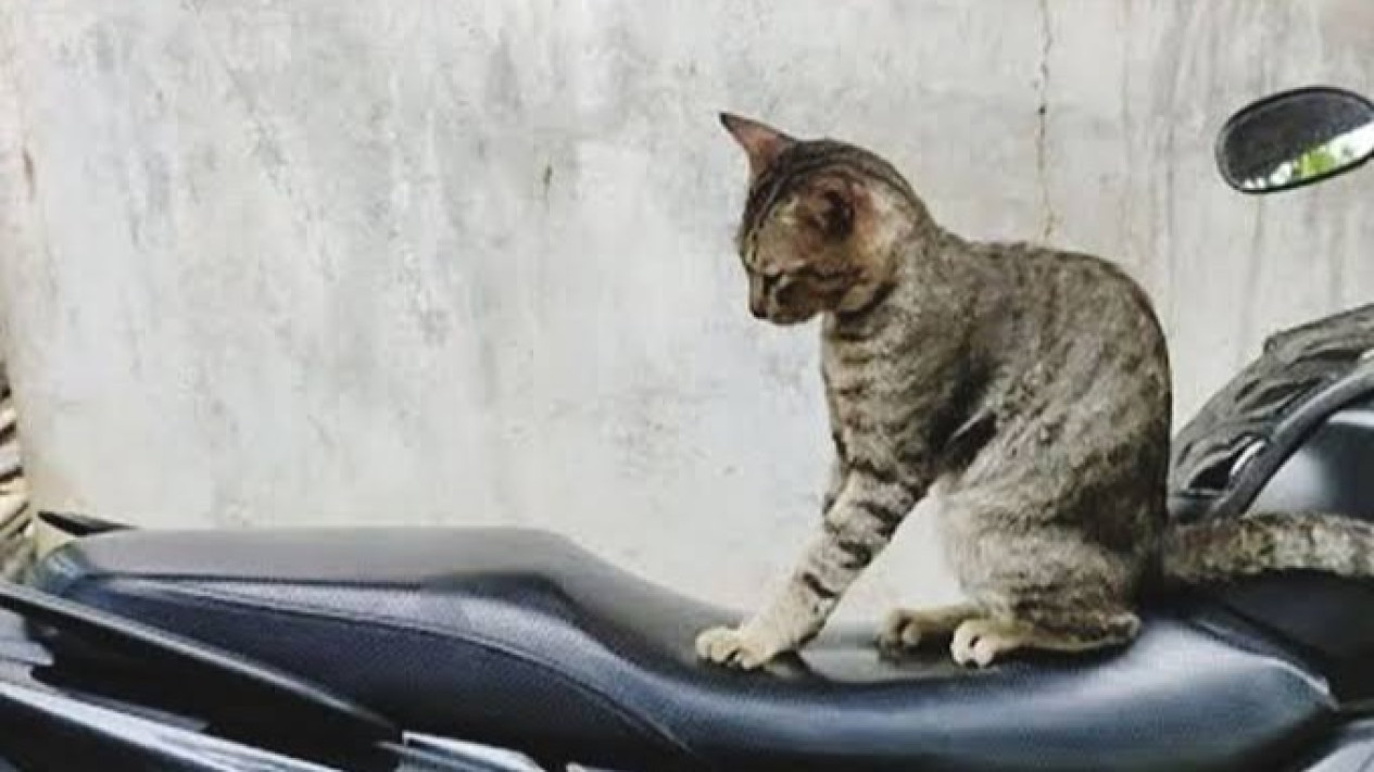 Cara Memperbaiki Jok Motor Sobek