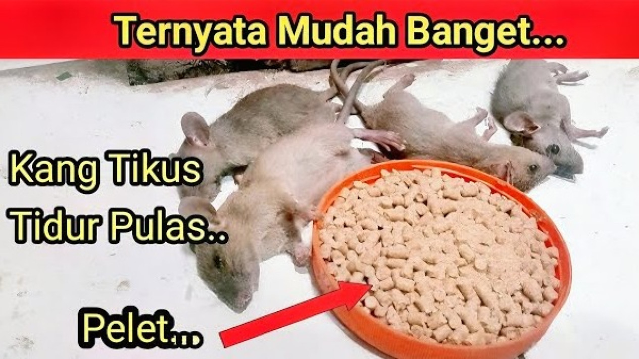 Cara Membasmi Tikus