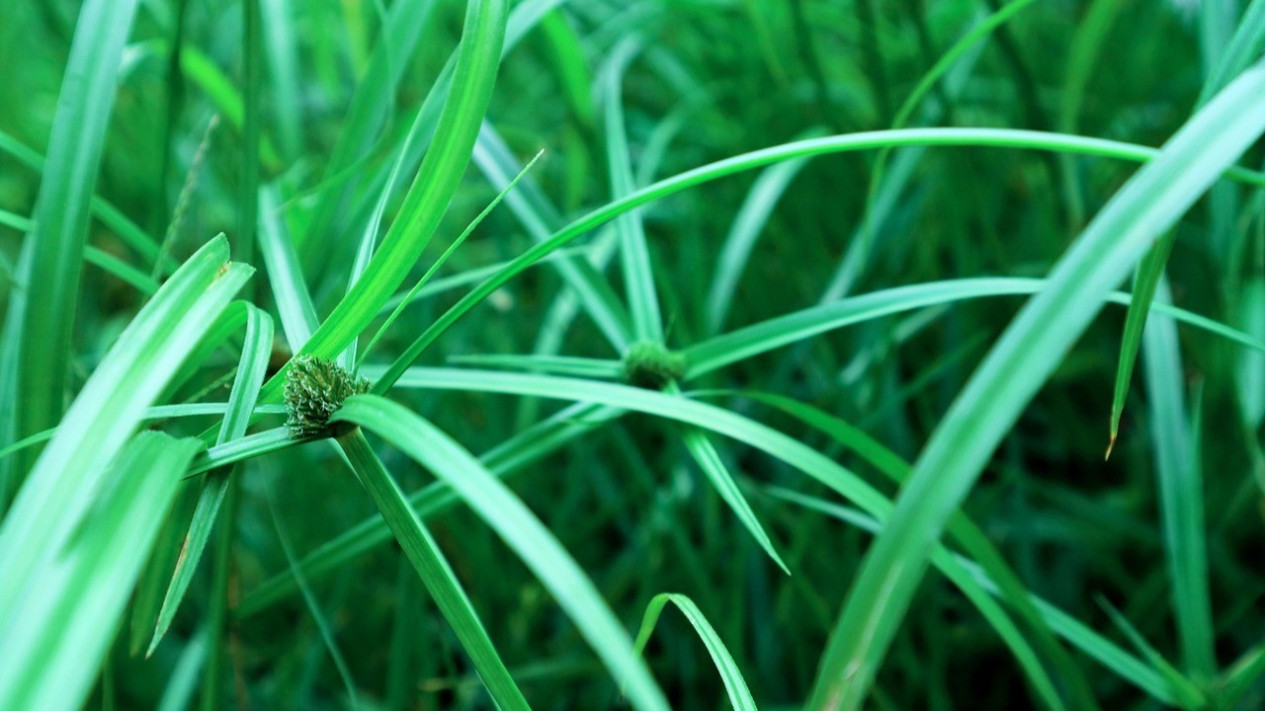Foto Tak Perlu Biaya Mahal, Pakai Cara ini Agar Rumput Liar di Halaman ...