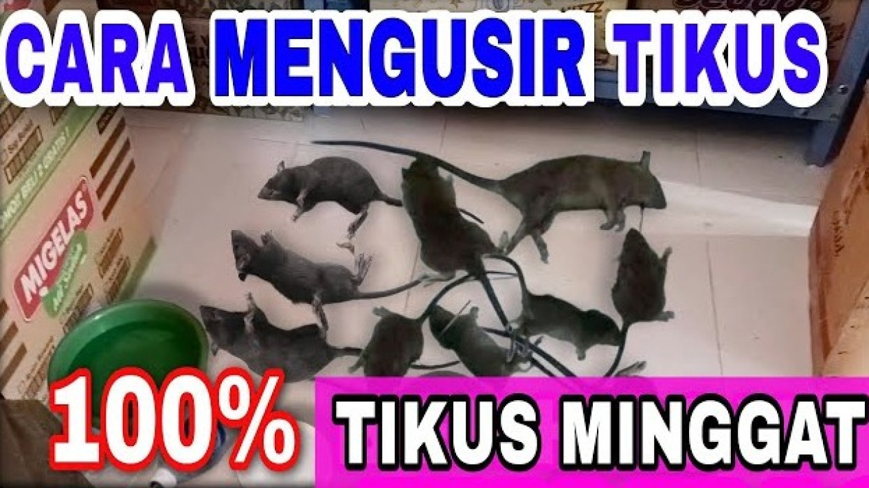 Cara Mengusir Tikus