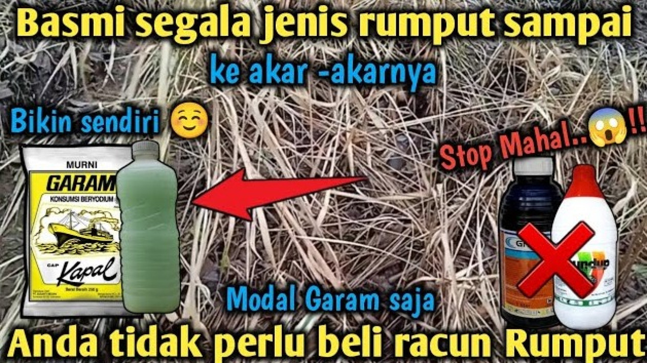 Cara Mematikan Rumput