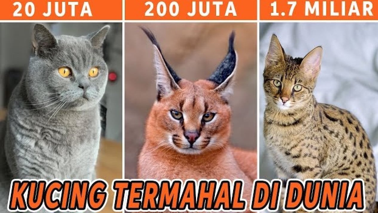 Daftar Kucing Termahal di Dunia