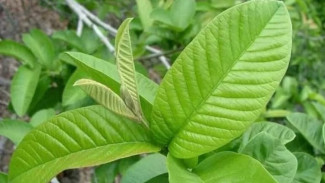 daun jambu biji daun jambu biji
