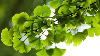 ginkgo biloba ginkgo biloba