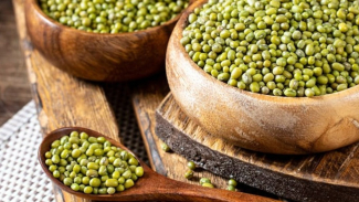 kacang hijau kacang hijau