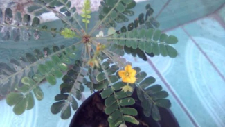 Photo Mini 2