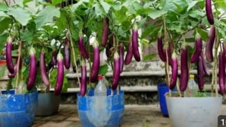 Tips Budidaya terong ungu di pot atau pekarangan rumah Tips Budidaya terong ungu di pot atau pekarangan rumah