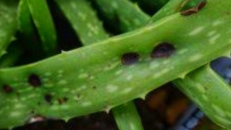 Photo Mini 6