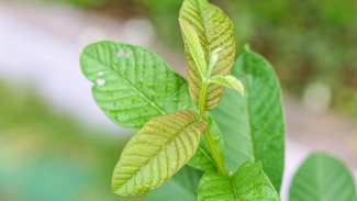 daun jambu biji