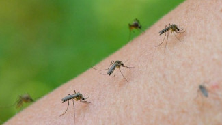 Kombinasi Ajaib Serai dan Pewangi yang Jarang Diketahui untuk Rumah Bebas Nyamuk