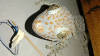 Photo Mini 2