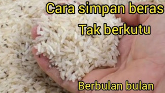 Menyimpan Beras Berkutu? Ini Cara Ampuh Mengatasi dengan Bahan Dapur