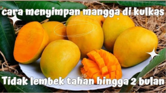 Mangga Cepat Busuk di Kulkas? Coba Tips Mudah Menyimpan Ini agar Lebih Awet