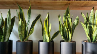 Punya Rumah Sempit? Ini 5 Tanaman Hias Mudah Dirawat, Cocok Buat Indoor dan Bikin Rumah Estetik
