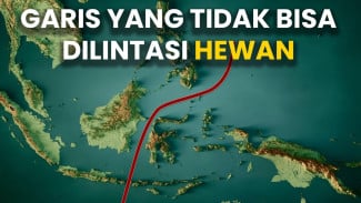 Kenapa Komodo Cuma Ada di Timur Indonesia? Ini Rahasia Garis Wallace yang Jarang Diketahui