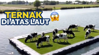 Tempat Peternakan dan Perkebunan Terunik di Dunia, Ada Sapi Diatas Laut!