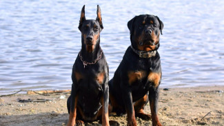 Siap Jaga Rumahmu, Intip Deretan Anjing Penjaga Terbaik yang Bikin Maling Mikir Dua Kali!