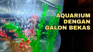 Cara Membuat Akuarium Estetik dan Fungsional dari Galon Bekas