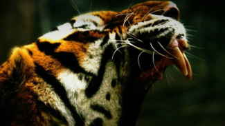 Pulau Sumatera Menjadi Surga Tersembunyi Satwa Langka, Rumah Megafauna Indonesia