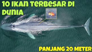 Whale Shark Sampai 12 Meter Ternyata Bukan Paus! Ini 10 Ikan Raksasa yang Bikin Takjub