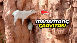 Melawan Gravitasi! Inilah 7 Hewan dengan Kemampuan Super