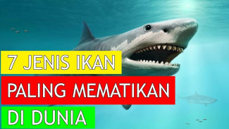 Kenali Deretan Jenis Ikan Paling Berbahaya di Dunia yang Wajib Diketahui
