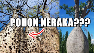 Deretan 6 Tumbuhan Unik Paling Langka di Dunia yang Bikin Kagum dan Jarang Terlihat