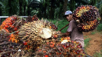 Indonesia Jadi Eksportir Sawit Terbesar Dunia, Ada Dampak Lingkungan?