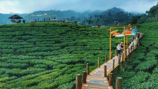 Wisata Alam Smartfren Camp, Healing di Tengah Kebun Teh Ciater dengan Pemandangan Hijau!