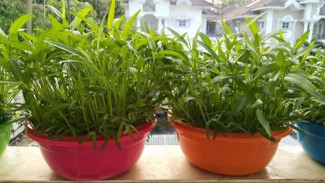Cara Simpel Menanam Kangkung Hidroponik di Ember Hanya Butuh 20 Hari