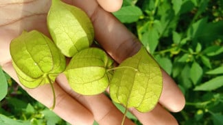 Manfaat Buah Ciplukan yang Bikin Tubuh Lebih Sehat dan Awet Muda