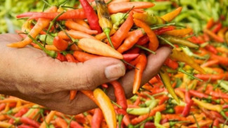 Tips Menghilangkan Panas Akibat Pedes Cabai dengan Cara Sederhana di Rumah