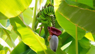 Tips Merawat Pohon Pisang agar Subur dan Hasil Maksimal, Wajib Dicoba!