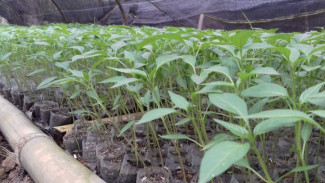 Cara Simpel Semai Cabe Rawit di Polybag yang Bikin Bibit Lebih Sehat Subur dan Cepat Panen