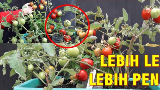 Tips Menanam Tomat Berbuah Lebat Ini Bikin Tetangga Iri dengan Panen Melimpah
