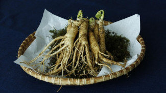 Tak Banyak yang Tau! Inilah Manfaat dan Khasiat Ginseng Jawa untuk Atasi Maag dan Penyakit Lambung