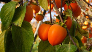 Jarang Diketahui Banyak Orang! Inilah 8 Manfaat Buah Kesemek yang Kaya Akan Vitamin