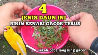 Daun Ajaib Bikin Kenari Gacor Maksimal, Suara Merdu Jernih dalam Waktu Singkat