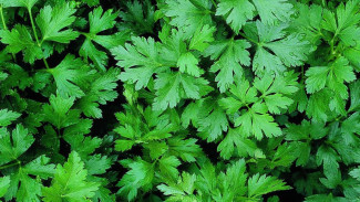Beberapa Manfaat Daun Parsley Untuk Kesehatan Tubuh Yang Jarang Diketahui