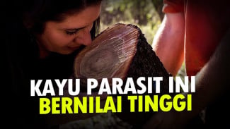 Pohon Parasit yang Jadi Rebutan Dunia Sampai Hampir Punah, Apa Itu?