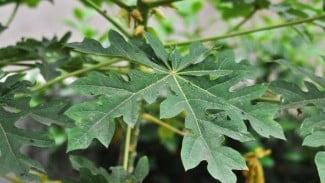 Cara Alami Naikkan Trombosit Saat DBD dengan Daun Pepaya Jambu dan Sirih