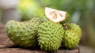 Segudang Manfaat Buah Sirsak Si Hijau Lembut yang Bikin Tubuh Sehat dan Bahagia