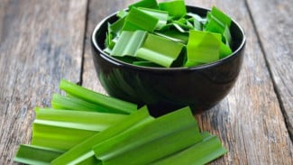 Rebusan Daun Pandan Bisa Redakan Nyeri Asam Urat dan Rematik, Ini Buktinya