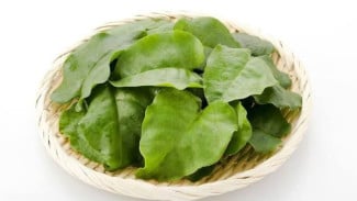 Daun Binahong Ternyata Ampuh Atasi Asam Urat, Begini Tips dan Cara Mengonsumsinya!